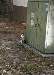 Found/Stray Unknown Cat last seen Behind Circle K 66th St and 82ave Pinellas Park, Pinellas Park, FL 33781