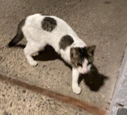 Found/Stray Male Cat last seen Del Medio Ave & Del Medio Court, Mountain View, CA 94040