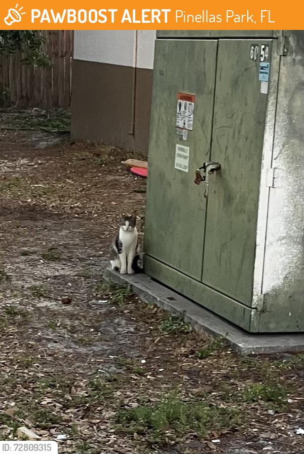 Found/Stray Unknown Cat last seen Behind Circle K 66th St and 82ave Pinellas Park, Pinellas Park, FL 33781