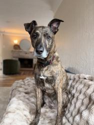Reunited Male Dog last seen N Portland Rd, on the tracks headed out toward Marine Drive, Portland, OR 97203