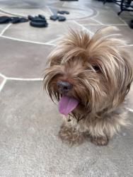 Found/Stray Female Dog last seen Windlea and Eastcliff in Euless, Euless, TX 76040