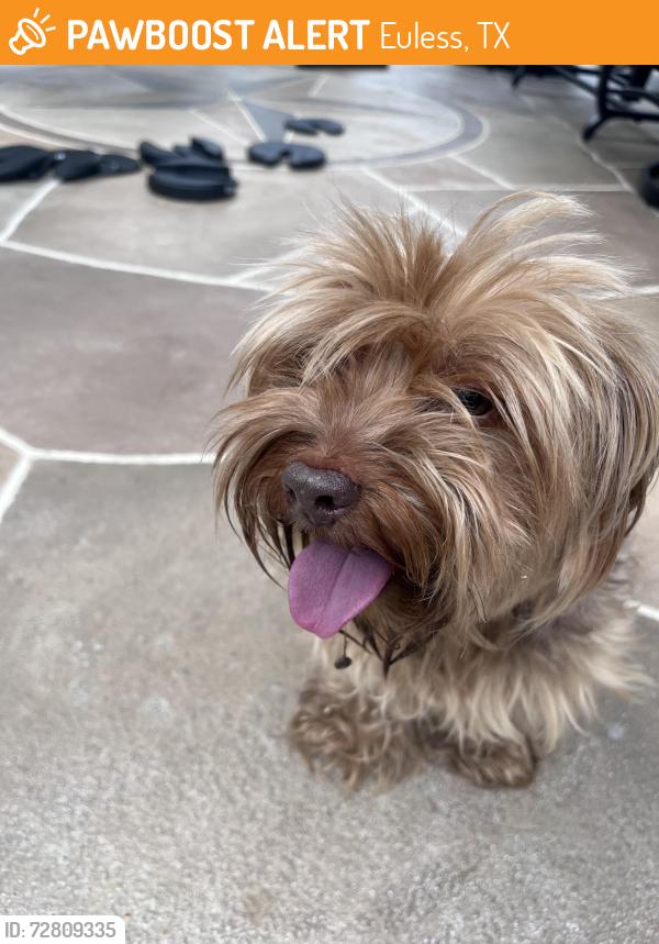 Found/Stray Female Dog last seen Windlea and Eastcliff in Euless, Euless, TX 76040