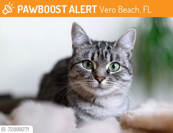 Found/Stray Unknown Cat last seen 82nd/8 th, Vero Beach, FL 32968