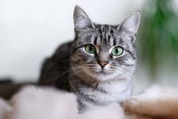 Found/Stray Unknown Cat last seen 82nd/8 th, Vero Beach, FL 32968