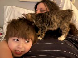 Lost Male Cat last seen 29th and W, Lubbock, TX 79411
