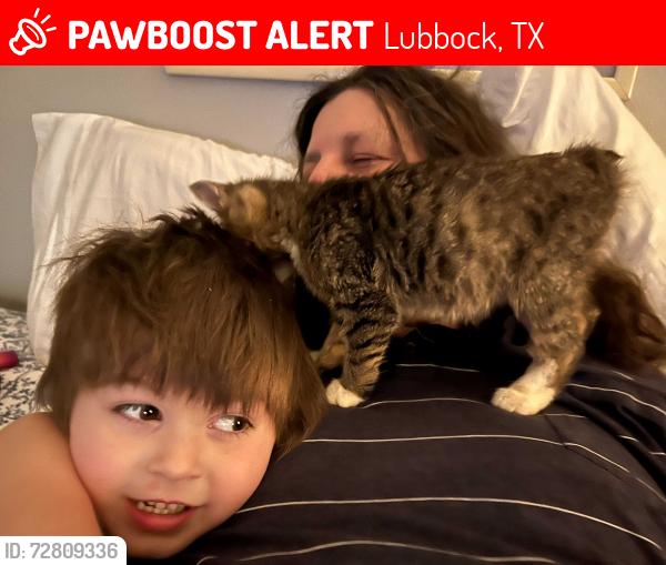 Lost Male Cat last seen 29th and W, Lubbock, TX 79411
