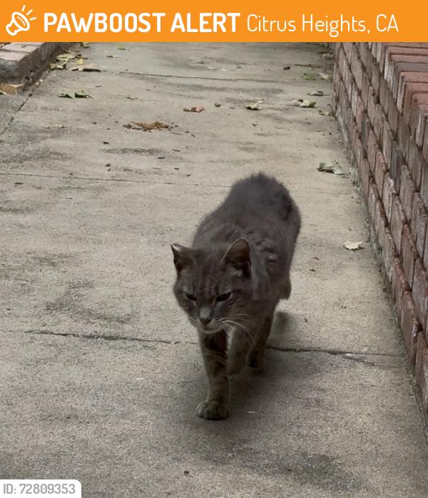 Found/Stray Female Cat last seen Mariposa Loleta , Citrus Heights, CA 95610