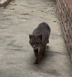 Found/Stray Female Cat last seen Mariposa Loleta , Citrus Heights, CA 95610