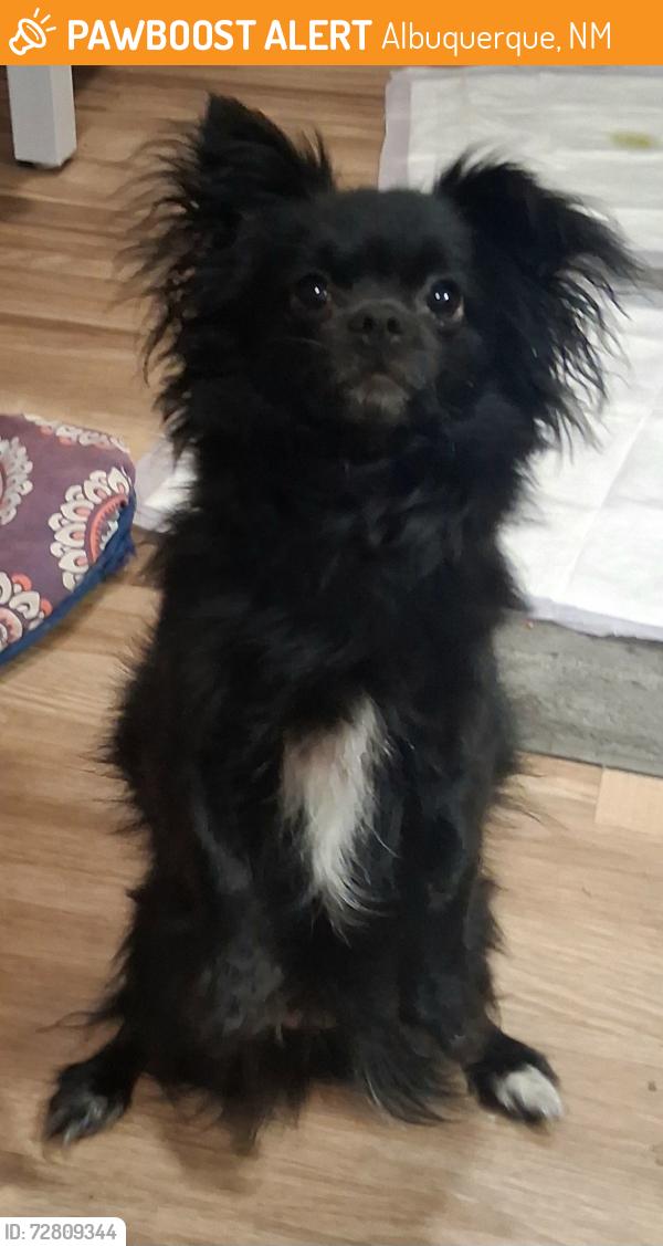 Found/Stray Female Dog last seen Coors and bluewater intersection, Albuquerque, NM 87105