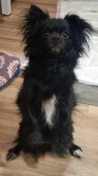 Found/Stray Female Dog last seen Coors and bluewater intersection , Albuquerque, NM 87105