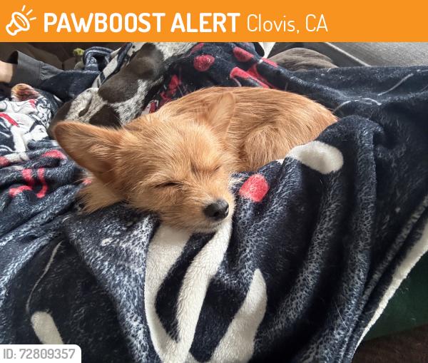 Found/Stray Female Dog last seen Shaw and peach, Clovis, CA 93612