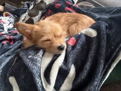 Found/Stray Female Dog last seen Shaw and peach, Clovis, CA 93612
