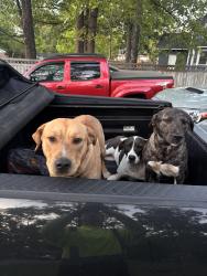 Lost Male Dog last seen Glen Reilly , Fayetteville, NC 28314