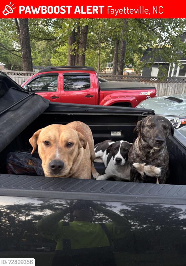 Lost Male Dog last seen Glen Reilly , Fayetteville, NC 28314