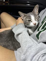 Found/Stray Female Cat last seen Peck park pickleball courts, Los Angeles, CA 90732