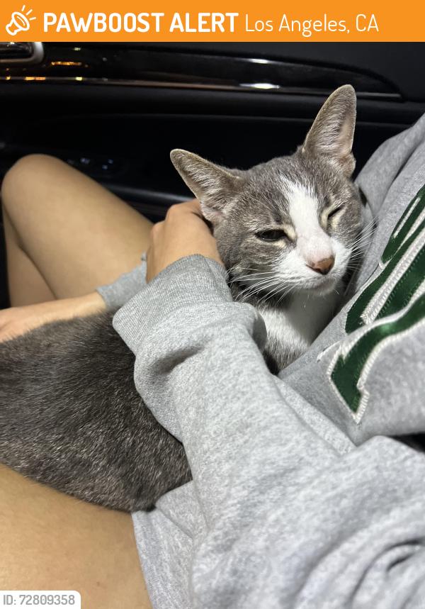 Found/Stray Female Cat last seen Peck park pickleball courts, Los Angeles, CA 90732