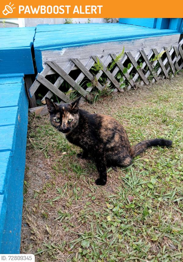 Found/Stray Female Cat last seen Dog Track Road, Lake Cook ests, Escambia County, FL 32506