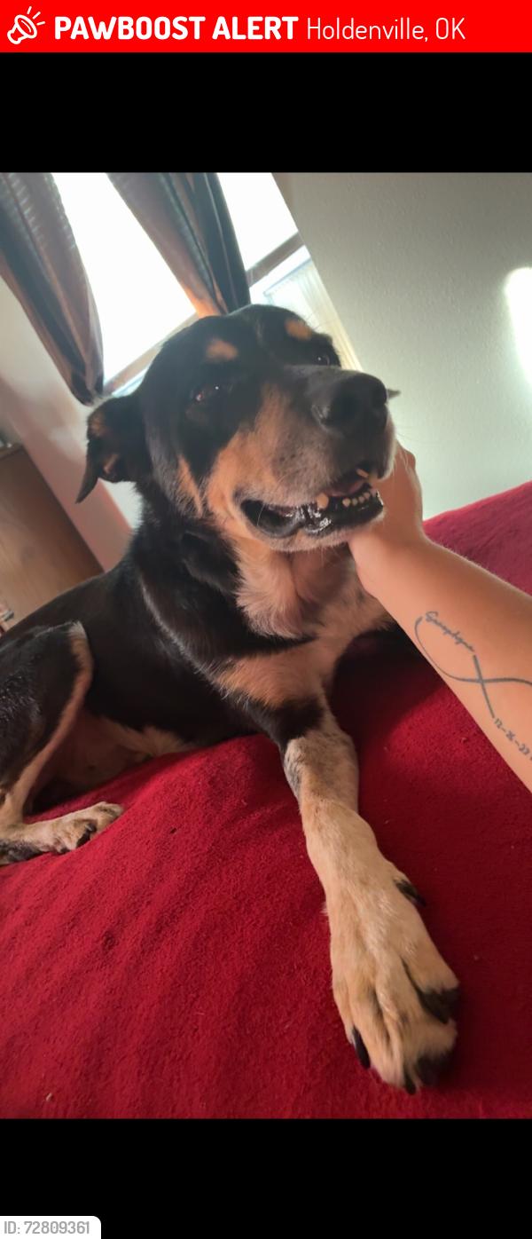 Lost Male Dog last seen North Burgess st, Holdenville, OK 74848