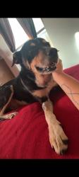 Lost Male Dog last seen North Burgess st, Holdenville, OK 74848