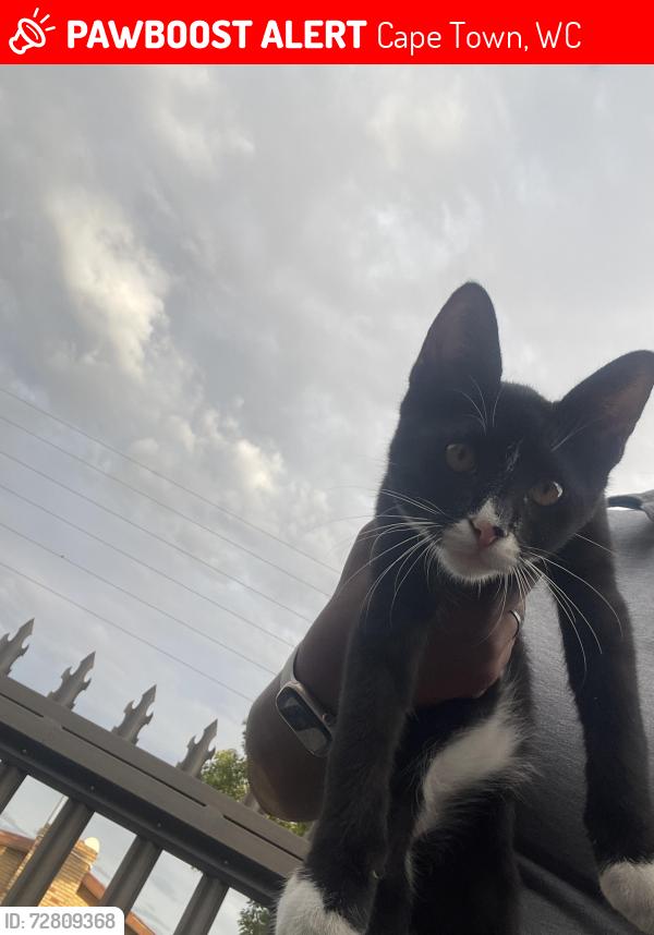 Lost Male Cat last seen Cape Gate Mall, Cape Town, WC 7570