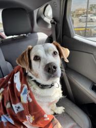Found/Stray Male Dog last seen Stop 10 Road and Southfield Drive , Indianapolis, IN 46227