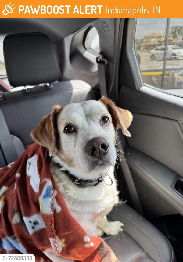 Found/Stray Male Dog last seen Stop 10 Road and Southfield Drive , Indianapolis, IN 46227