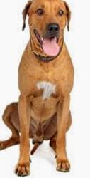 Lost Male Dog last seen East First and North Riverside. Drive, Fort Worth, TX 76111