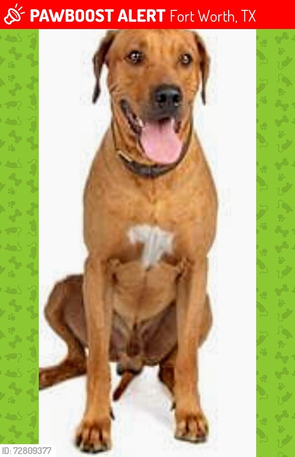 Lost Male Dog last seen East First and North Riverside. Drive, Fort Worth, TX 76111