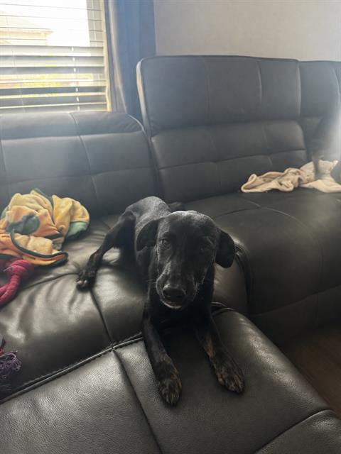 Shelter Stray Female Dog last seen , San Antonio, TX 78227