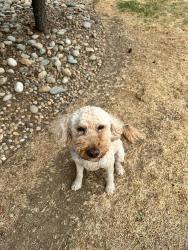 Found/Stray Unknown Dog last seen Carlson Ave, Erie, CO 80516