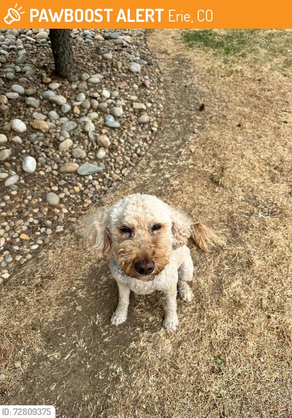 Found/Stray Unknown Dog last seen Carlson Ave, Erie, CO 80516