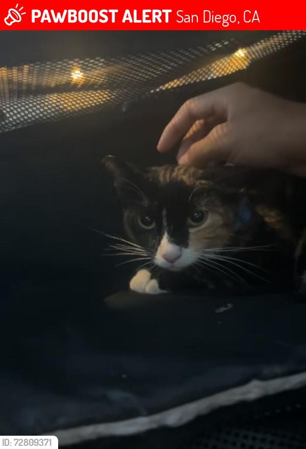 Lost Female Cat last seen Near Fostoria Court, San Diego, CA 92127