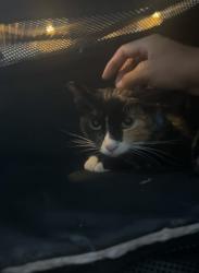 Lost Female Cat last seen Near Fostoria Court, San Diego, CA 92127