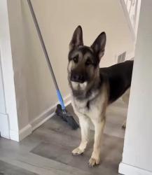 Lost Male Dog last seen Hickory Street, Etna, Etna, PA 15223