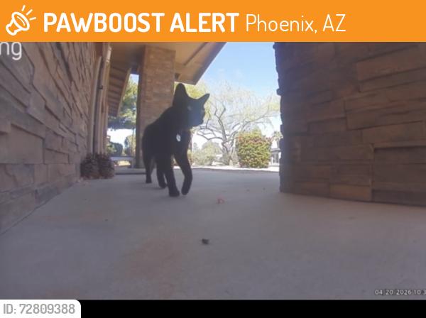 Found/Stray Unknown Cat last seen 68th St and Sweetwater , Phoenix, AZ 85254