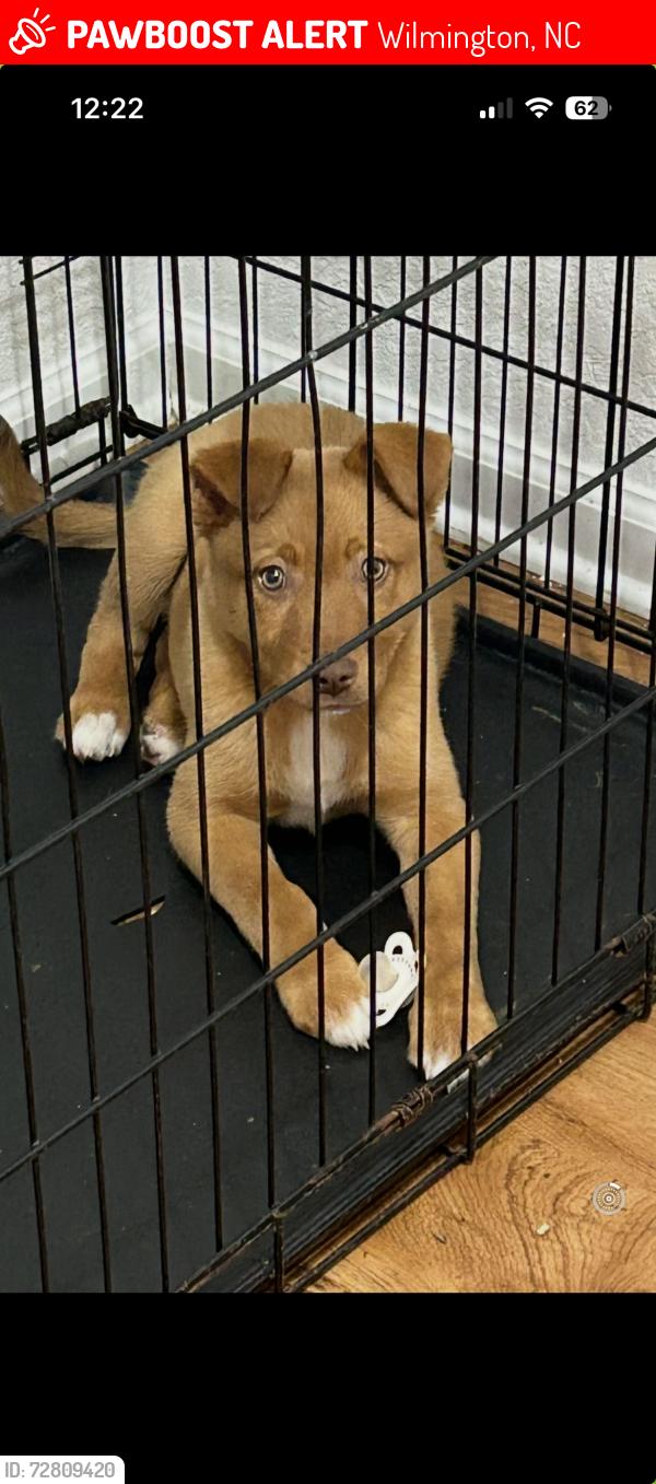 Lost Female Dog last seen Frog pond , Wilmington, NC 28403