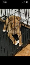 Lost Female Dog last seen Frog pond , Wilmington, NC 28403