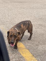Found/Stray Male Dog last seen Food mart on Main Street , Whitehouse, TX 75791