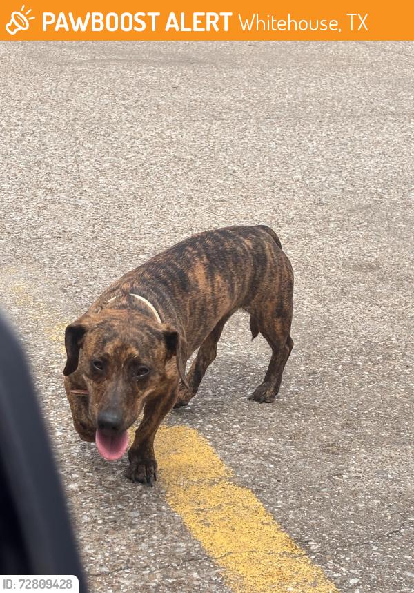 Found/Stray Male Dog last seen Food mart on Main Street , Whitehouse, TX 75791