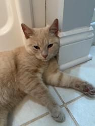 Found/Stray Male Cat last seen The Mercantile Rock Hill, Rock Hill, SC 29730
