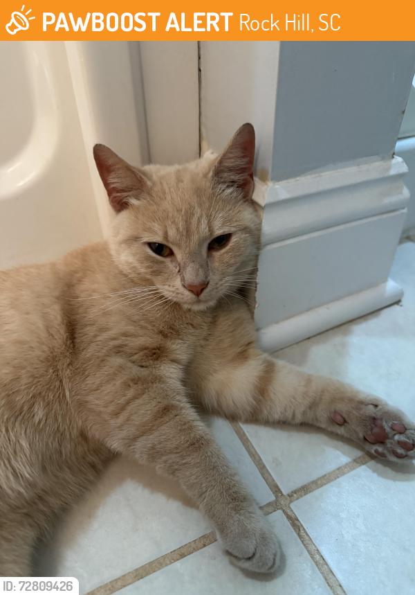 Found/Stray Male Cat last seen The Mercantile Rock Hill, Rock Hill, SC 29730