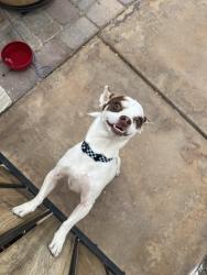 Found/Stray Male Dog last seen 59th Ave and  Peoria , Glendale, AZ 85304
