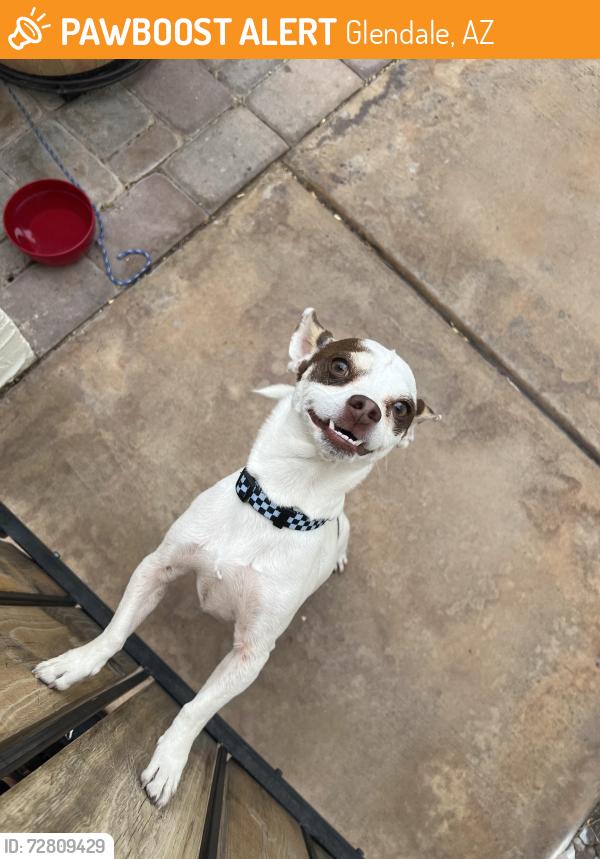 Found/Stray Male Dog last seen 59th Ave and  Peoria , Glendale, AZ 85304