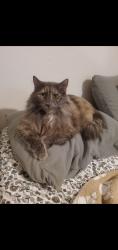Lost Male Cat last seen Cory st, saddler rd, Bessemer, AL 35020