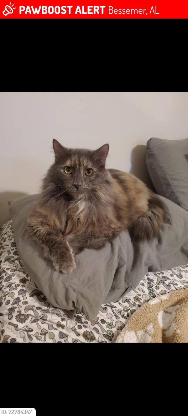 Lost Male Cat last seen Cory st, saddler rd, Bessemer, AL 35020