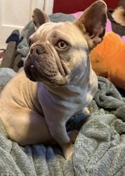 Lost Male Dog last seen Lennox & Felton blvd , Lennox, CA 90304
