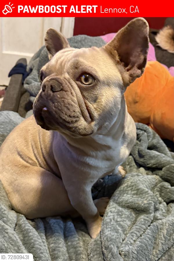 Lost Male Dog last seen Lennox & Felton blvd , Lennox, CA 90304