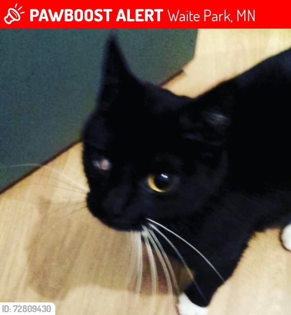Lost Female Cat last seen By McDonald's and fugi steak hse , Waite Park, MN 56387