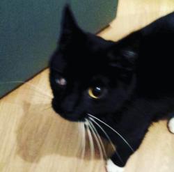 Lost Female Cat last seen By McDonald's and fugi steak hse , Waite Park, MN 56387