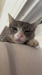 Lost Male Cat last seen Botiwalha, Asheville, NC 28806